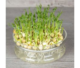 Groene erwt - kiemzaden 50g - BIO