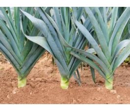 Winterprei - Blaugrüner Winter/Avano - BIODYNAMISCH