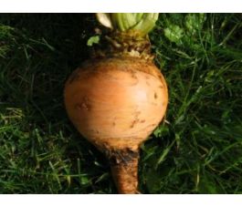 Raap - Goldana type Ronde Gele - BIO