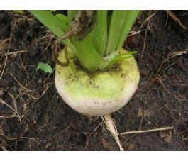 Raap, Platte Witte Mei *