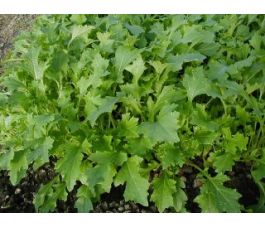 Raapsteel - Namenia - BIO