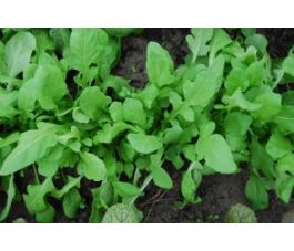 Rucola - Ruca - BIODYNAMISCH