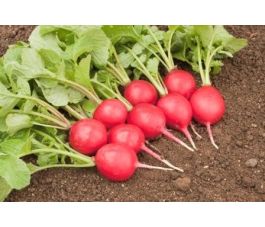 Radijs - Sora - BIODYNAMISCH