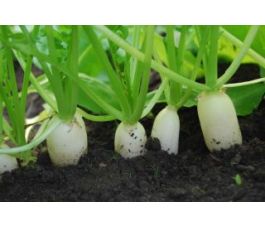 Ijsradijs - Eiszapfen - BIODYNAMISCH