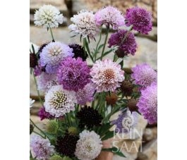 Scabiosa atropurpurea - Zwartpurperen duifkruid - BIODYNAMISCH