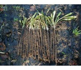 Schorseneer - VRN-Enorma - BIO