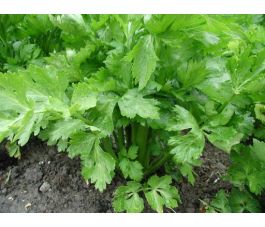 Bleekselder - Blanc Pascal - BIO