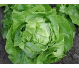 Kropsla - Suzan - BIO