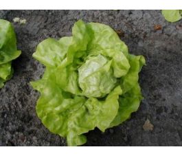 Kropsla - Twellose Gele - BIO