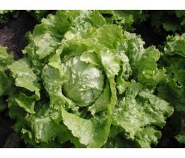 Bataviasla - Blonde de Paris - BIO