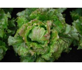 Bataviasla - Maravilla de Verano - BIODYNAMISCH