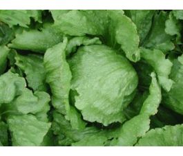 Ijsbergsla - Saladin - BIO