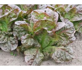 Bindsla - Little Leprechaun - BIO