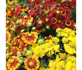Helenium autumnale -Zonnekruid 'Mengeling' - BIODYNAMISCH