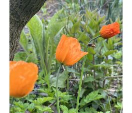 Papaver cambricum oranje schijnpapaver bloei1