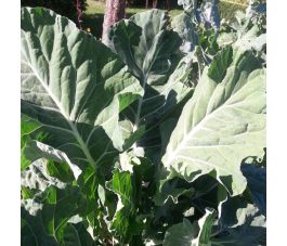 Bladkool Giant of Jersey losse bladeren oogst 1