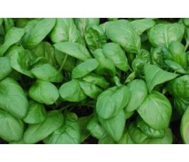 Spinazie - Thorin (Matador) - BIODYNAMISCH