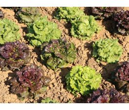 Bataviamengeling - Colorata - BIODYNAMISCH