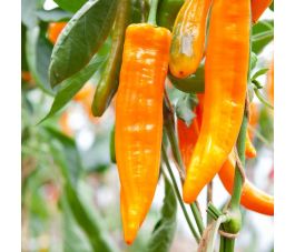 Zoetpuntpaprika - Kyra - BIO