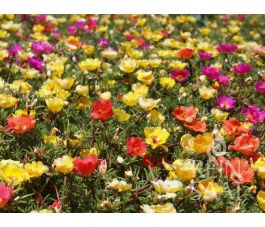 Portulaca grandiflora &ndash; Grootbloemige portulakroos - BIODYNAMISCH