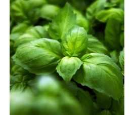 Anijsbasilicum - Ah Nice - BIO