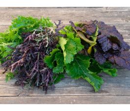 Aziatische sla -  Pikant Quartet - BIODYNAMISCH