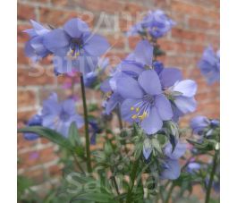 Polemonium caeruleum &ndash; Jacobsladder