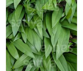 Daslook &ndash; Allium ursinum - BIO