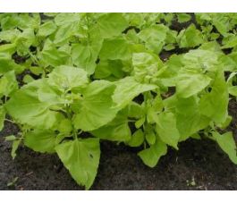 Tuinmelde - lichtgroene - BIO - 50% korting wegens verminderde kiemkracht