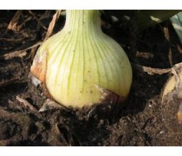 Ui - Rijnsburger 4 - BIO