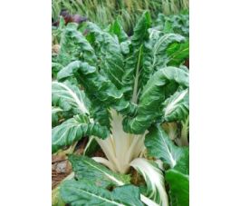 Warmoes/snijbiet - Glatter silber - BIODYNAMISCH