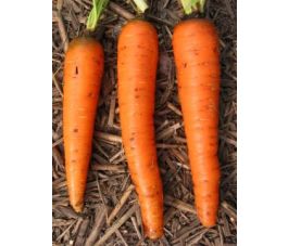 Winterwortel - Flakkée 2 - BIO Winterwortel - Flakkée 2 - BIO