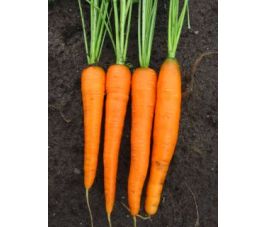 Zomerwortel - Nantes 2 - BIO