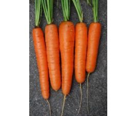 Wortel - Milan (Nantaise 2) - BIODYNAMISCH