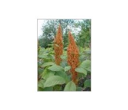 Amarant - Golden - BIO