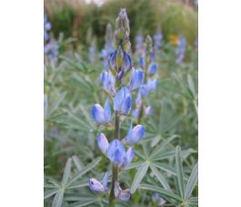 Blauwe lupine 75g - BIO