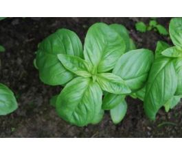 Basilicum - middelgrootbladig - BIODYNAMISCH