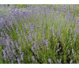 Lavandula angustifolia - Lavendel - BIO
