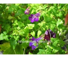 Asarina scandens - Klimleeuwenbekje - BIODYNAMISCH