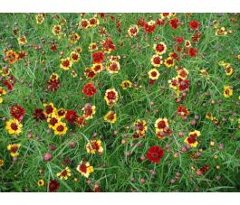 Coreopsis tinctoria - Meisjesogen - BIO