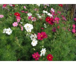 Cosmea (Cosmos bipinnatus) - gemengd - BIO Cosmea (Cosmos bipinnatus) - gemengd - BIO