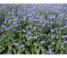 Cynoglossum amabile - Hondstong - BIO - 50% korting wegens verminderde kiemkracht