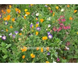 Zomerbloemenmix  - Zomerpracht - 0,5 g - voor 1 m² - BIODYNAMISCH