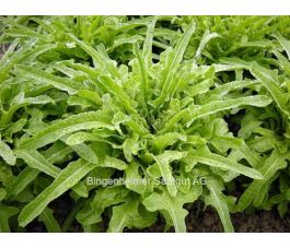 Pluksla - Cerbiatta - BIODYNAMISCH - 50% korting wegens verminderde kiemkracht