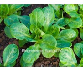 Veldsla - Verte à coeur plein 2 - BIODYNAMISCH - 50% korting - verminderde kiemkracht