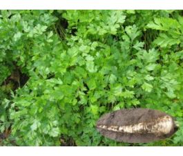 Wortelpeterselie - Halblange - BIODYNAMISCH