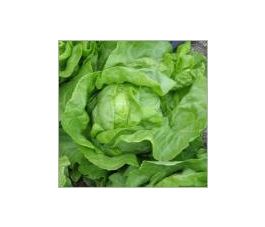 Kropsla - Blonde van Laeken - BIO Kropsla - Blonde van Laeken - BIO