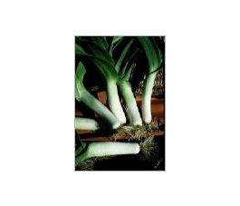 Winterprei - Dikke groene van Hoei - BIO