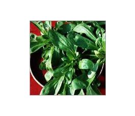 Veldsla - De Comines - BIO