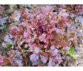 Pluksla - Red Salad Bowl - BIODYNAMISCH